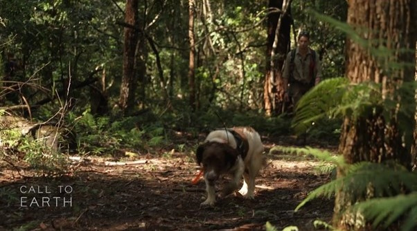 How Dogs Sniffing Out Poop Could Help To Save Koalas