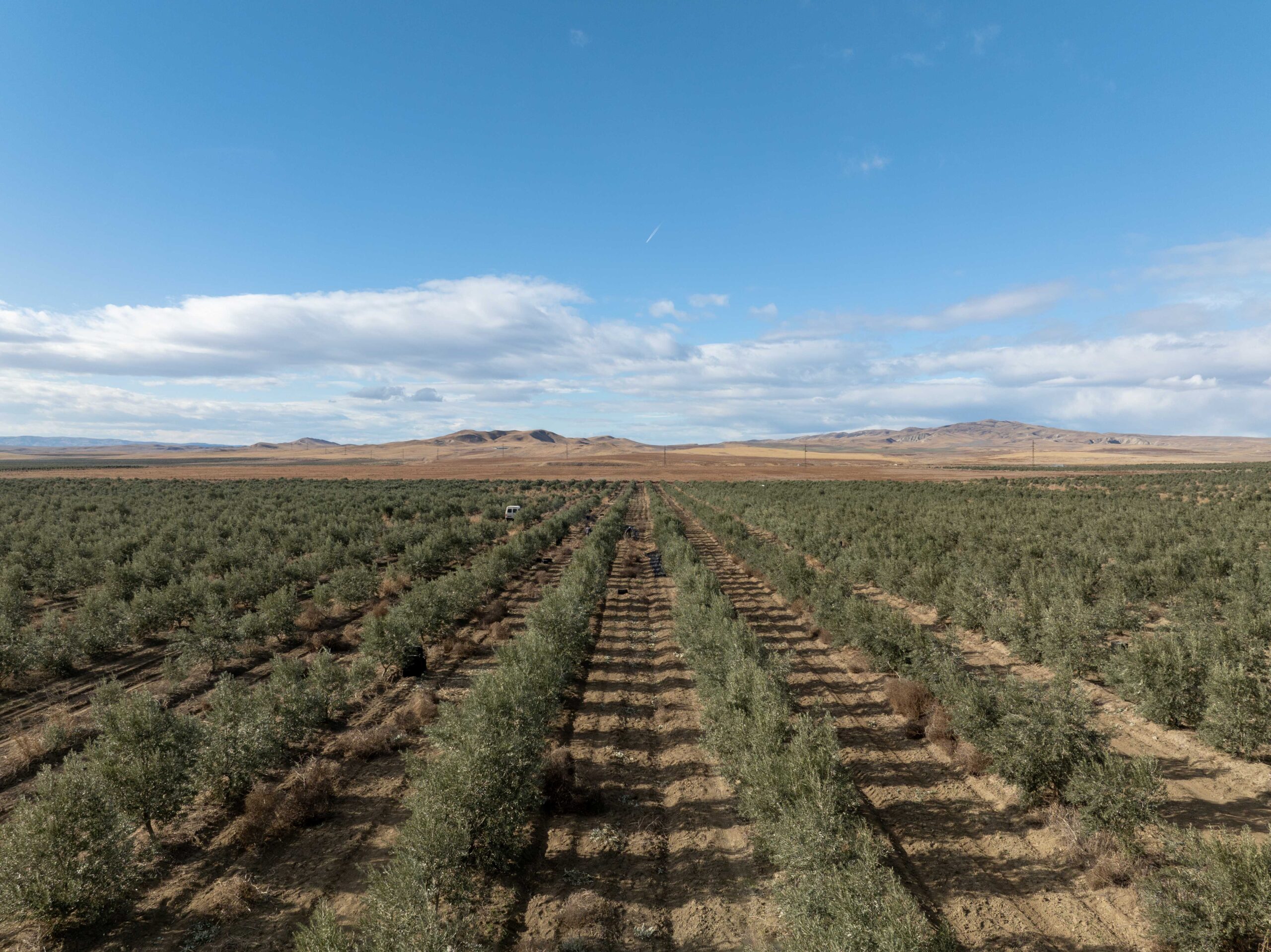 From Trees To Tokens: A New Model For Sustainable Wealth