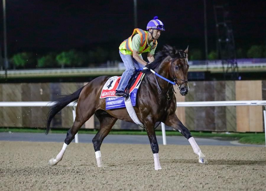 Global Spotlight Falls On Meydan As 170 Nations Tune In For Dubai World Cup