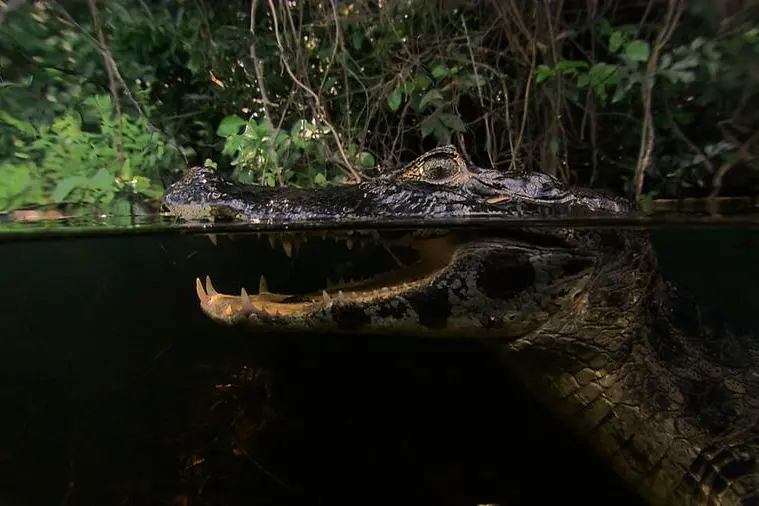 Wedotv Expands Its Fast Channel Reach In The Middle East