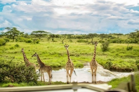 Virgin Limited Edition Marks World Environment Day 2026 With Global Climate Action Initiatives